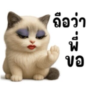 [50C] แมวเป้า น่ารัก