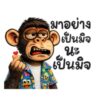 [50C] ลิงจ๊ากๆ